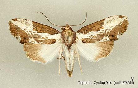 Timiri Insect Papua Insects Foundation (Lepidoptera/Nolidae/Risobinae/Timorodes ...